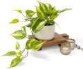 Kurrajong Farmhouse Light Green Fake pothos Plant | Fake Plant for Shelf Decor | Artificial Trailing Ivy Plant with 5" Wide Ceramic Pot | Faux pothos | Feaux Pothos