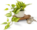 Kurrajong Farmhouse Light Green Fake pothos Plant | Fake Plant for Shelf Decor | Artificial Trailing Ivy Plant with 5" Wide Ceramic Pot | Faux pothos | Feaux Pothos