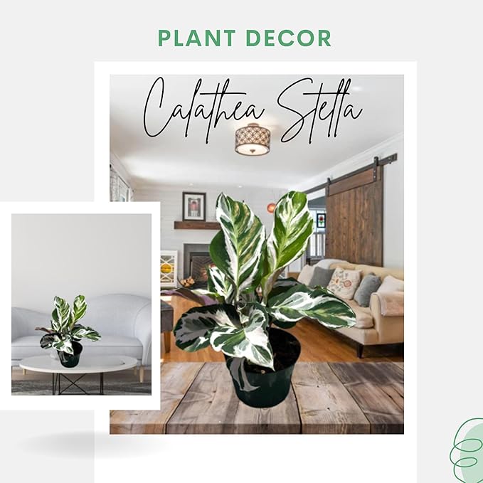 Calathea Live Plant in 4" Pot - Calathea Stella Plant Live - Pet Safe Easy to Grow Indoor Houseplants Flowers for Home Office Wedding Decor & Birthday Gift (Heat Pack Included)