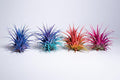 Air Plants - Tillandsia Ionantha - Organically Enhanced Color - Live Arrival Guaranteed - House Plants for Home Decor & Gift (2 Tone 4pk) (2 Tone 4pk Tropical Mix)