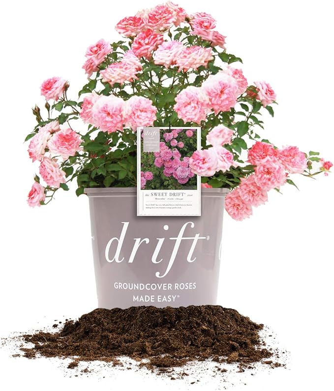 Sweet Drift 3 Gallon