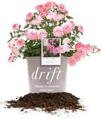 Sweet Drift 3 Gallon
