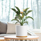 WSMKSZ 8 Inch Cylinder Flower Pots for Indoor Outdoor Plants, Medium Deep Plant Pots with Drainage Holes & Saucer, Decorative Plastic Planter Pots for Garden House Plants, White with Brown