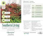Blooming & Beautiful - Obsession Nandina - 3 gal - Southern Living - Evergreen Shrub - Red Colored Foliage - Compact Growing - Zones 6-10 - Nandina domestica 'Seika' PP21891-3 Gallon Pot