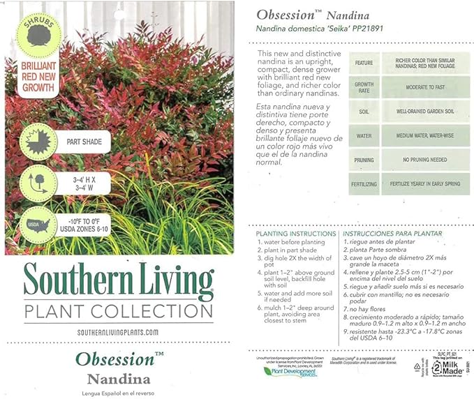 Blooming & Beautiful - Obsession Nandina - 3 gal - Southern Living - Evergreen Shrub - Red Colored Foliage - Compact Growing - Zones 6-10 - Nandina domestica 'Seika' PP21891-3 Gallon Pot
