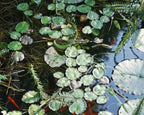 Live Aquatic Plant Nymphaea Mayla RED Color HARDY Water Lily TUBER for Aquarium Freshwater Fish Pond BUY 2 GET 1 FREE by JustNature