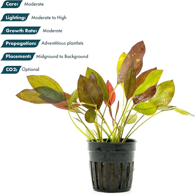SubstrateSource Live Plants - Echinodorus 'Aflame' (Echinodorus aflame) - Medium to High Light, Deep Red-Burgundy Accent for Midground to Background Freshwater Aquarium Aquascaping - Pot
