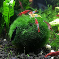 8Pcs Moss Balls for Fish Tank Aquarium Plants Freshwater Moss Ball Decorative, Grrren, 1.2-1.5" (8)