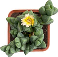 Live Succulent Corpuscularia lehmannii, 2 Inch Fully Rooted Potted Plant, Easy Care & Drought Tolerant, Indoor Houseplant for Home Decor
