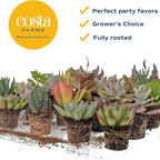 Costa Farms Mini Succulent Live Plants in Plastic Pots, Easy to Maintain Indoor Succulents, Houseplants for Home, Room, or Office Decor, House Warming or Party Favors, 2-3.5 Inches Tall, Pack of 12