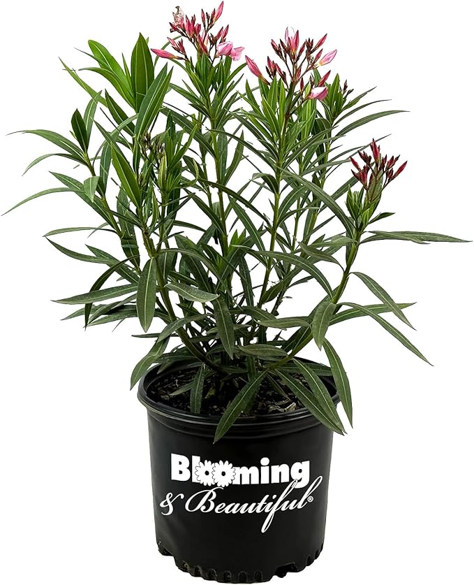 Hardy Pink Oleander – 3 gal - Pink Flowers on a Large Evergreen Shrub with a Tropical Appeal – Zones 8-10 - Nerium Oleander 'Hardy Pink' - 3 Gallon Pot