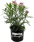 Hardy Pink Oleander – 3 gal - Pink Flowers on a Large Evergreen Shrub with a Tropical Appeal – Zones 8-10 - Nerium Oleander 'Hardy Pink' - 3 Gallon Pot