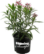 Hardy Pink Oleander – 3 gal - Pink Flowers on a Large Evergreen Shrub with a Tropical Appeal – Zones 8-10 - Nerium Oleander 'Hardy Pink' - 3 Gallon Pot