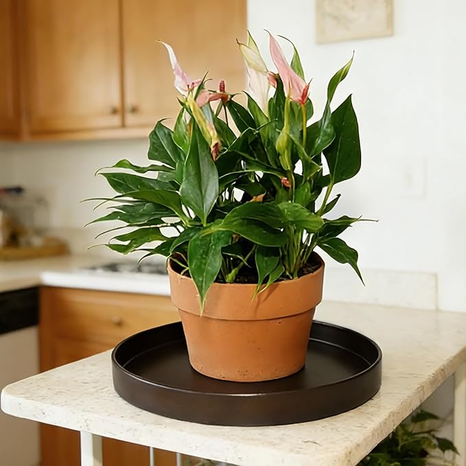 1 Pack 10 inch Plant Saucer Drip Tray, Heavy Sturdy Plastic Planter Flower Pot Drainage Tray Plate Saucers for Indoor Outdoor Garden, Plant Water Drip Trays for pots Base (10", Chocolate)