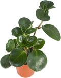 Live Baby Rubber Plant - 4'' Small Pot Peperomia Obtusifolia from California Tropicals, Ideal Gift for Office, Garden, Home Decor, Indoor and Outdoor Easy Care Green Plant