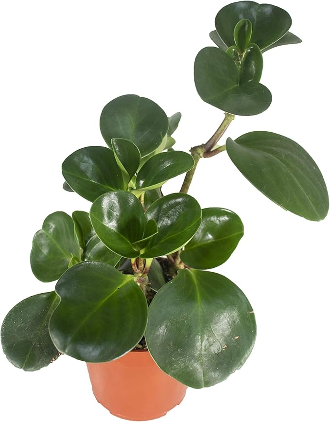 Live Baby Rubber Plant - 4'' Small Pot Peperomia Obtusifolia from California Tropicals, Ideal Gift for Office, Garden, Home Decor, Indoor and Outdoor Easy Care Green Plant