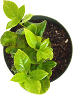 9GreenBox - Arabica Coffee Plant - 4" Pot