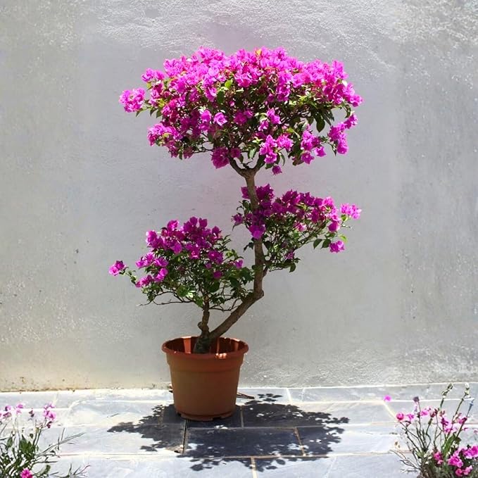 2 Bougainvillea Live Plants, Tropical Bougainvillea Flowering Vine, Fast Growing Outdoor and Container Plant, 4-8'' Tall (Bright Purple)