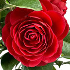 Blooming & Beautiful - Black Tie Camellia - 3 Gal - Evergreen Shrub - Dark True Red Formal Double Bloom - Late Winter/Early Spring - Zones 7-9 - Camellia Japonica ‘Black Tie’ - 3 Gallon Pot