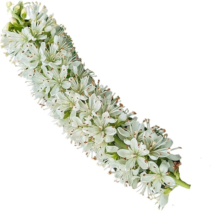 Proven Winners Ripple Effect Summersweet (Clethra alnifolia) Live Plant, 4.5" Qt, 4 Pack