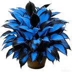 Hosta Seeds for Planting, 300pcs Rare Perennial Hosta Flower Seeds Plants, Non-GMO Heirloom Long Blooming Plants Shaded Entry Pathway Rare Flowers for Garden Outdoors
