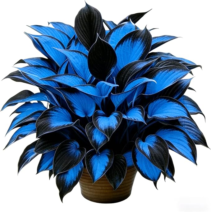Hosta Seeds for Planting, 230+pcs Rare Perennial Hosta Flower Seeds, Non-GMO Heirloom Long Blooming Plants Shaded Entry Pathway Flowers for Garden Outdoors