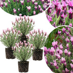 4 Lavender Plants Live Starter Plants 4-6" in Tall, Hardy Perennial Lavender for Garden and Landscape with Fragrant Purple Blooms, No Pot (Pink-Purple)