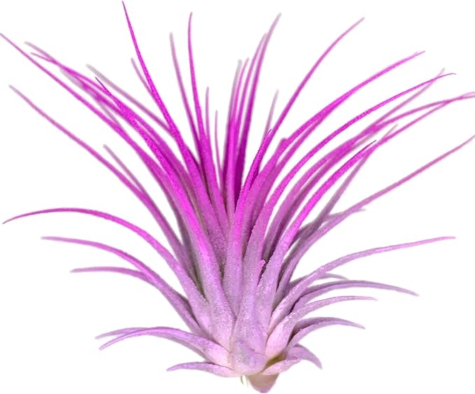 Rainbow Tillandsia Air Plant, Tillandsia Air Plant, Airplant, Air Purification, House Plant, Home Decor & Gift, Live Plant, Healthy Arrival Guarantee (Lavender/Pink)