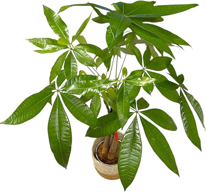 Money Tree Live Plant | 14-22 Inches Tall Bonsai | Easy to Grow Indoor Houseplant | Home, Office, or Room Decor | Birthday, Housewarming Gift (Brown Jute)