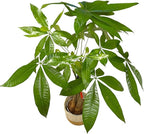Money Tree Live Plant | 14-22 Inches Tall Bonsai | Easy to Grow Indoor Houseplant | Home, Office, or Room Decor | Birthday, Housewarming Gift (Brown Jute)