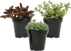 Altman Plants Pet Friendly Plant Pack (3PK) Real Succulents, Pet Safe Plants & Succulent Plants, Live Succulents, Pet Friendly Plants, Live Plants & House Plants in 3.5" Pots with Succulent Soil Mix