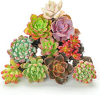 Sprout N Green 10 Assorted Succulents with Root, 10 Different Varieties Live Plants Collection, Without Plant Pot, Easy to Care, Great for Gardener Beginner, DIY Projects, Wedding Party Favor