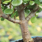Brussel's Live Dwarf Jade Indoor Bonsai Tree - 3 Years Old; 4" to 6" Tall with Decorative Container