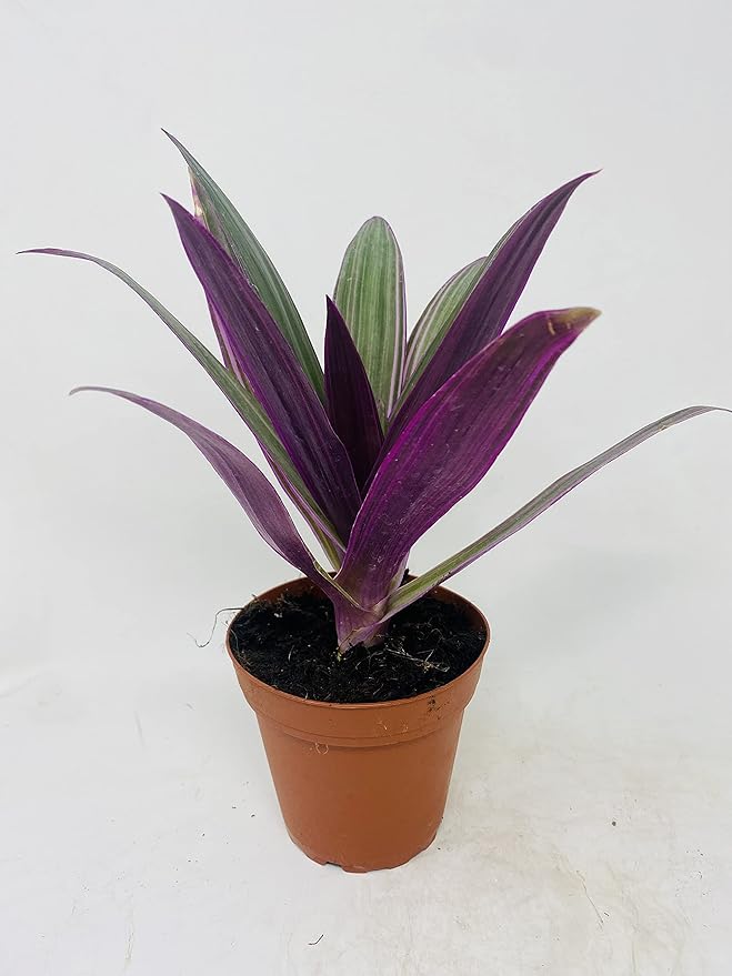 Nanouk Moses in The Cradle Plant -Rhoeo spathacea Tricolor 4 inch Pot