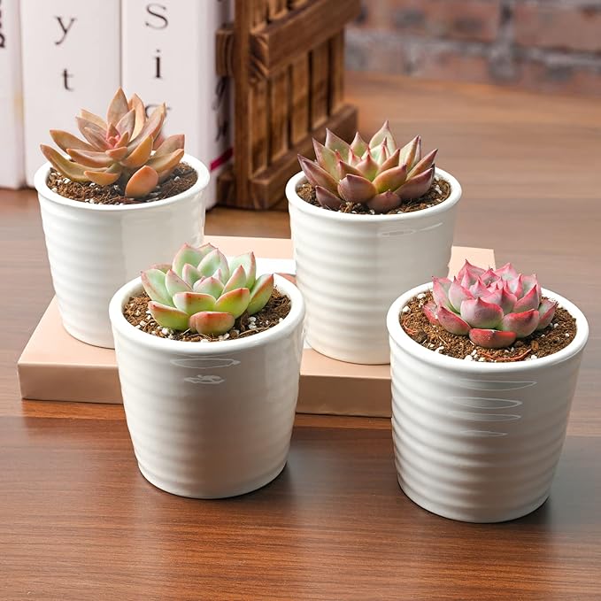 Succulent Plants (4 Pack), Live Succulents Fully Rooted in 2" Grower Pots, Unique Potted House Plant for DIY, Home Decor, Wedding Party Favor (Common Varieties)