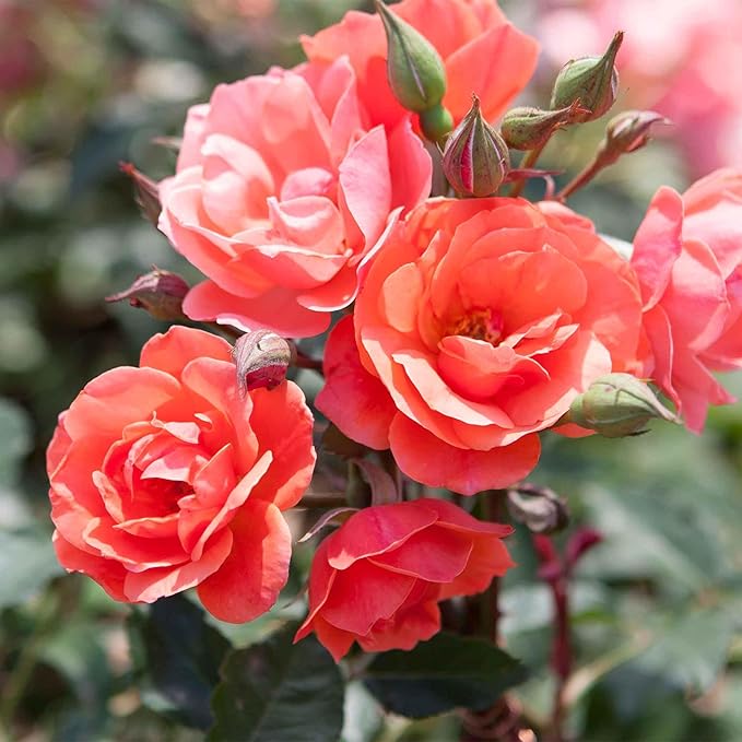 Perfect Plants Coral Knock Out Rose Bush in 1 Gallon Grower's Pot | Easy to Grow | Live Flowering Bush with Coral Pink Blooms | Great for Outdoor Garden Landscape Planting in Zones 5-11 | Full Sun
