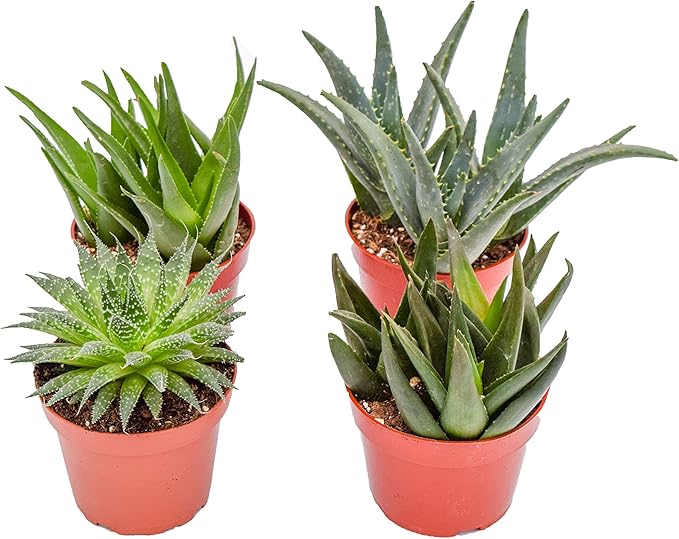 Live Aloe Succulents – Large Assorted 4-Inch Aloe Succulents – Fully Rooted Aloe Succulents (4)