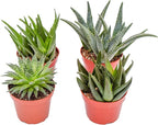 Live Aloe Succulents – Large Assorted 4-Inch Aloe Succulents – Fully Rooted Aloe Succulents (4)
