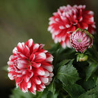 Dahlia Pinnate Flower Seeds, 100 Mixed Rare Labyrinth Dahlia Seeds, Non-GMO Dahlia Seed for Home Gardens Outdoor