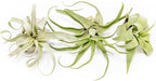 3 Pack Medium Air Plants Streptophylla - Live Tillandsia Succulent House Plants - Available in Wholesale and Bulk - Home and Garden Decor - Easy Care Indoor & Outdoor Air Plant