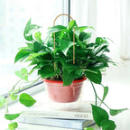 5PCS Gold Metal Trellis for Potted Plants, Plant Support Stake for Climbing Plants Indoor, Small Plant Support for Garden Indoor Houseplant, Flower Orchids Monstera Hoya Pothos Philodendron