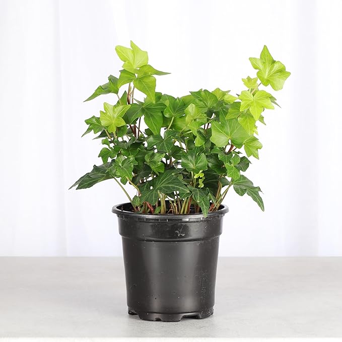 Thorsen's Greenhouse Live Green English Ivy Plant, Hedera Helix, Natural Air Purifier, Easy to Grow, Live Indoor Houseplant, 4" Diameter Pot (Nursery Pot)