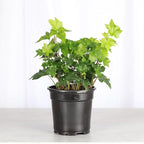 Thorsen's Greenhouse Live Green English Ivy Plant, Hedera Helix, Natural Air Purifier, Easy to Grow, Live Indoor Houseplant, 4" Diameter Pot (Nursery Pot)