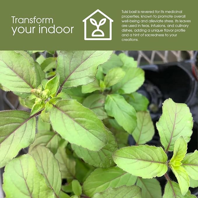 Tulsi Krishna Holy Basil Plants Live - Rare Live Basil Plant - Ocimum Sanctum - Purple Tulsi - Non GMO - Garden Indoor & Outdoor (1)