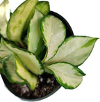 Hoya Krimson Princess, Hoya Carnosa Vareiagata, Live Hoya Plant, Live Arriaval Guarantee! (4" Pot with 2 or More Plants)