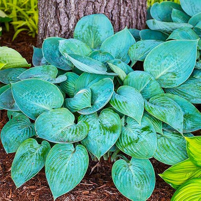 330+ Mixed Color Hosta Seeds for Planting - Shade-Tolerant Perennials, Dual Use for Ground Cover & Pots, Create Cool Shaded Gardens