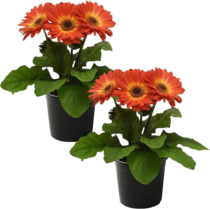 Live Flowering Gerbera Daisies - Orange and Yellow Bicolor (2 Plants Per Pack), Beautiful Spring Flowers, 12" Tall by 5" Wide in 1 Qt Pot