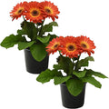 Live Flowering Gerbera Daisies - Orange and Yellow Bicolor (2 Plants Per Pack), Beautiful Spring Flowers, 12" Tall by 5" Wide in 1 Qt Pot