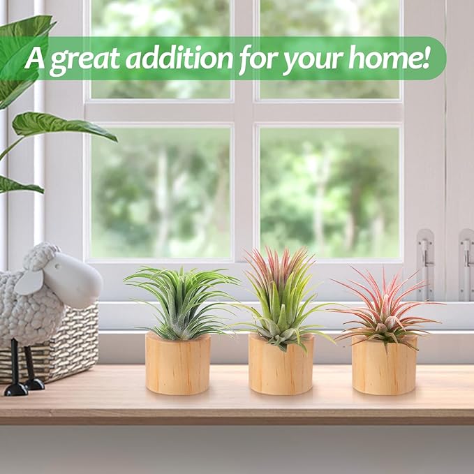 Bigmeta 3 Pcs Wood Air Plant Holder, 1.4" Rustic Style Airplant Display Stands for Women Gifts