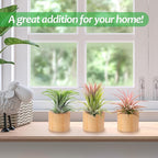 Bigmeta 3 Pcs Wood Air Plant Holder, 1.4" Rustic Style Airplant Display Stands for Women Gifts